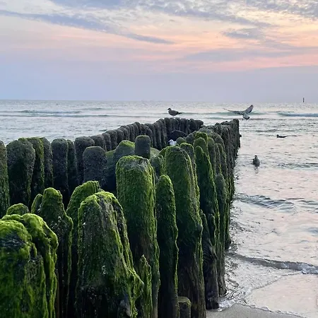 Sylter Rose Westerland